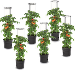 6x Горшок для томатов Рассада томатов из пластикового кашпо 12 л цена и информация | Вазоны для рассады и пересадки | pigu.lt