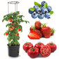 Pomidorų vazonas su dangčiu ir plėvelė, 6 vnt kaina ir informacija | Vazonėliai daiginimui ir persodinimui | pigu.lt