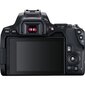 Canon EOS 250D + EF-S 18-55mm III + EF 50mm STM цена и информация | Skaitmeniniai fotoaparatai | pigu.lt