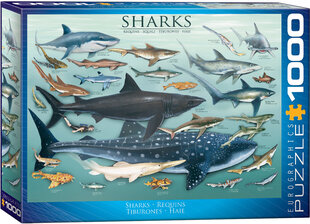 Dėlionė Eurographics, 6000-0079, Sharks, 1000 d. kaina ir informacija | Dėlionės (puzzle) | pigu.lt