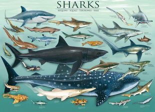 Dėlionė Eurographics, 6000-0079, Sharks, 1000 d. kaina ir informacija | Dėlionės (puzzle) | pigu.lt