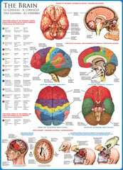 Пазл Eurographics, 6000-0256, The Brain, 1000 шт. цена и информация | Пазлы | pigu.lt