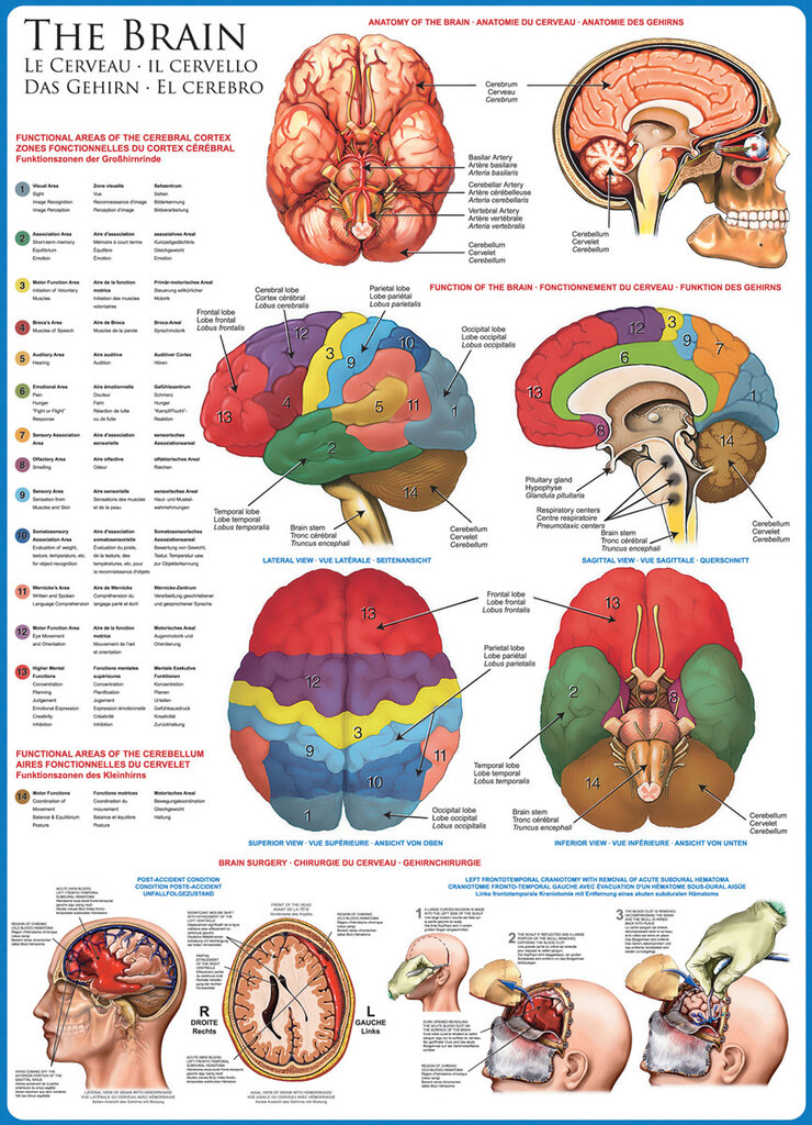 Dėlionė Eurographics, 6000-0256, The Brain, 1000 d. kaina ir informacija | Dėlionės (puzzle) | pigu.lt