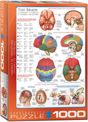 Dėlionė Eurographics, 6000-0256, The Brain, 1000 d. kaina ir informacija | Dėlionės (puzzle) | pigu.lt