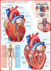 Пазл Eurographics, 6000-0257, The Heart, 1000 шт. цена и информация | Пазлы | pigu.lt