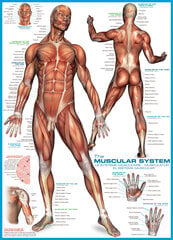 Dėlionė Eurographics, 6000-2015, The Muscular System, 1000 d. kaina ir informacija | Dėlionės (puzzle) | pigu.lt
