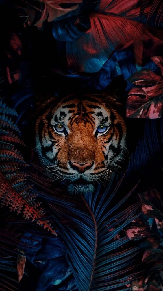 Deimantinė mozaika Tigras, 40x60 cm kaina ir informacija | Deimantinės mozaikos | pigu.lt