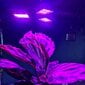 Lempa 108 LED augalų augimui Gardlov цена и информация | Daigyklos, lempos augalams | pigu.lt
