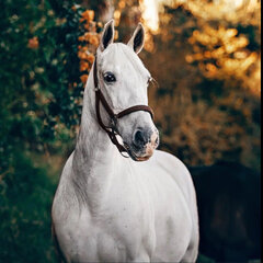 Алмазная мозаика Wizardi Белая лошадь WD3030 цена и информация | Алмазная мозаика | pigu.lt