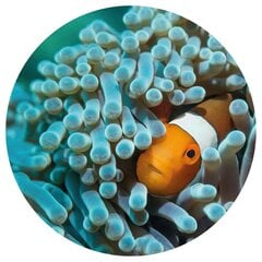 Fototapetai WallArt Nemo the Anemonefish цена и информация | Фотообои с инструментом и клеем - Бежевые листья эвкалипта, 400x280 см | pigu.lt