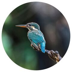 Fototapetai WallArt The Kingfisher цена и информация | Фотообои с инструментом и клеем - Бежевые листья эвкалипта, 400x280 см | pigu.lt