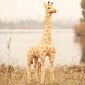 Pliušinis žaislas žirafa, 120cm цена и информация | Minkšti (pliušiniai) žaislai | pigu.lt