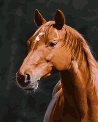 Картина по номерам 40x50 cm.  "Голова лошади" цена и информация | Живопись по номерам | pigu.lt