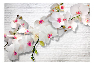 Фотообои с инструментом и клеем - Стена, полная орхидей, 350x256 см цена и информация | Фотообои | pigu.lt