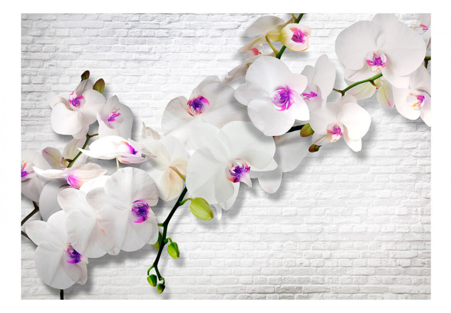 Fototapetai su įrankiu ir tapetų klijais Siena su orchidėjomis kaina ir informacija | Fototapetai | pigu.lt