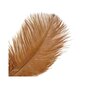 Stručio plunksna, 26-28 cm, ruda kaina ir informacija | Dekoracijos šventėms | pigu.lt