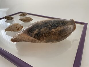Настенное украшение Морская ракушка цена и информация | Детали интерьера | pigu.lt
