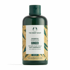 Plaukų šampūnas nuo pleiskanų The Body Shop Ginger Shampoo, 250 ml kaina ir informacija | Šampūnai | pigu.lt