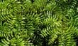 Ajurvedinis augalas Pure Herbs Neem žievė, 50 g kaina ir informacija | Arbatos ir vaistažolės | pigu.lt