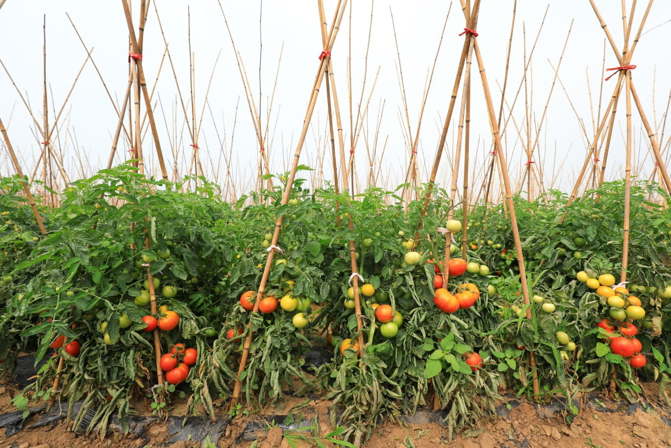 Bambukinės lazdos, 75 cm, 10-12 mm, 100 vnt kaina ir informacija | Gėlių stovai, vazonų laikikliai | pigu.lt