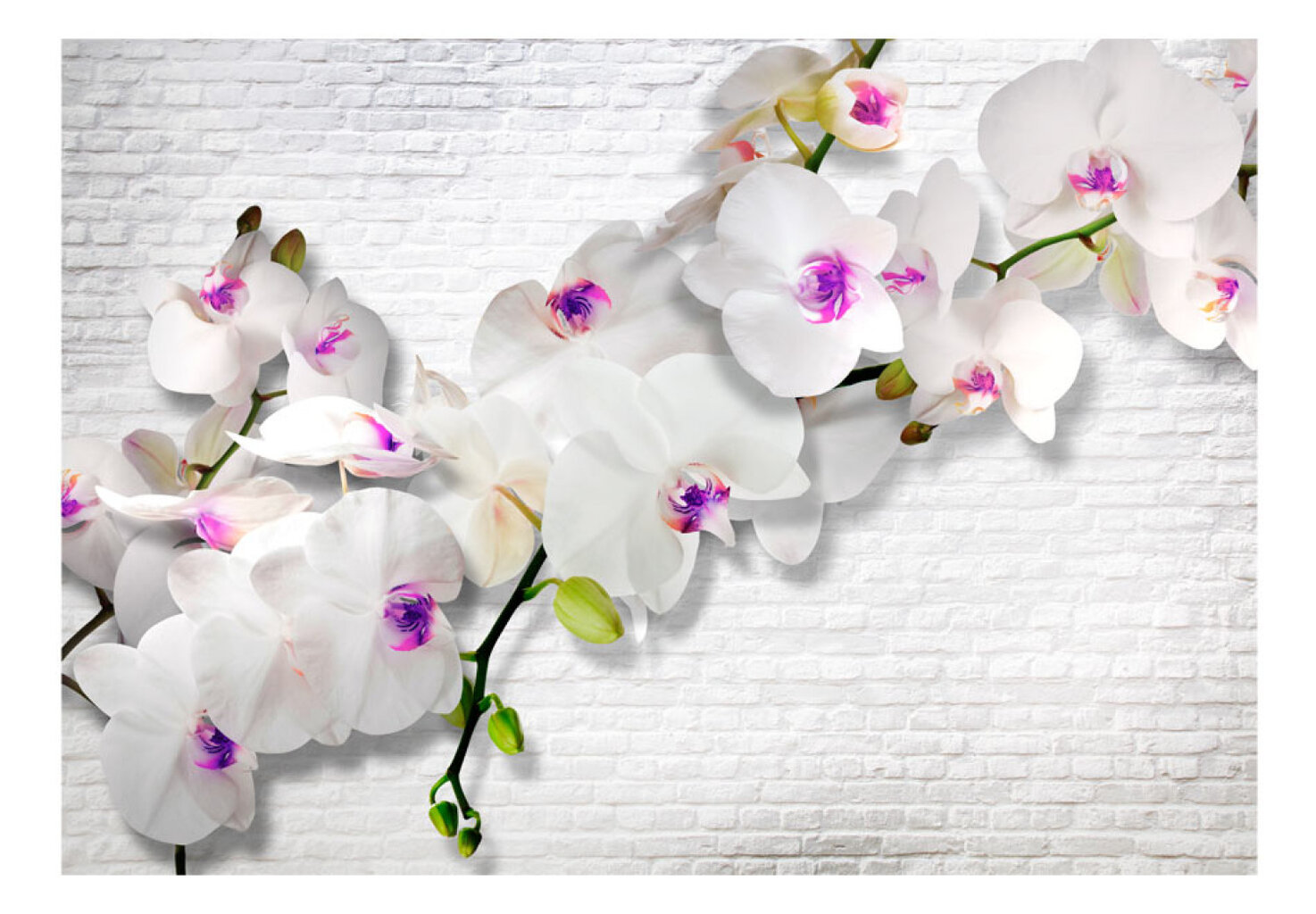 Fototapetai Siena su orchidėjomis kaina ir informacija | Fototapetai | pigu.lt
