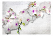 Fototapetai Siena su orchidėjomis kaina ir informacija | Fototapetai | pigu.lt