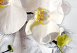 Fototapetai Baltos orchidėjos kaina ir informacija | Fototapetai | pigu.lt