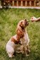 Mersjo Dental Sticks M vidutinių veislių šunims su jautiena, 28 vnt. цена и информация | Skanėstai šunims | pigu.lt