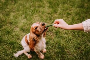 Irodori Vet Dental Sticks M vidutinių veislių šunims su jautiena, 28 vnt. цена и информация | Лакомства для собак | pigu.lt