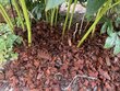 Kokosų drožlės BioProffa, 5 kg kaina ir informacija | Gruntas, žemė, durpės, kompostas | pigu.lt