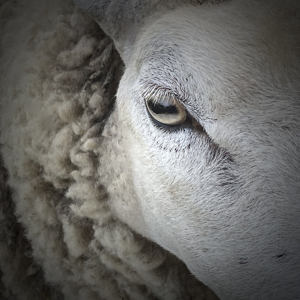 Avių vilnos apsauga nuo sraigių BioProffa, 500 x 10 cm kaina ir informacija | Sodo įrankiai | pigu.lt