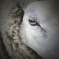 Avių vilnos apsauga nuo sraigių BioProffa, 500 x 10 cm kaina ir informacija | Sodo įrankiai | pigu.lt