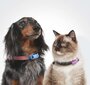 Ultragarsinis šunų pakabukas nuo erkių ir blusų Tickless Mini Dog, mėlynas kaina ir informacija | Vitaminai, papildai, antiparazitinės priemonės šunims | pigu.lt