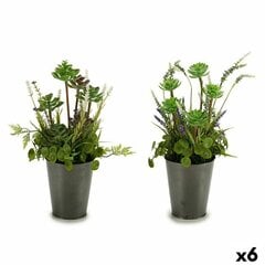 Dekoratyviniai augalai Sukulentai kaina ir informacija | Dirbtinės gėlės | pigu.lt