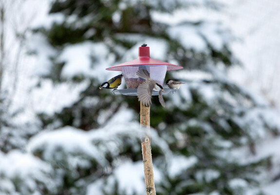 Paukščių lesyklėlė Finch, 28 cm kaina ir informacija | Inkilai, lesyklėlės, narvai | pigu.lt