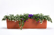 Lovelis Berberis 19,7x19,5x60 kaina ir informacija | Loveliai | pigu.lt