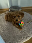 Guminis šunų kamuolys ER4 ER40697 цена и информация | Žaislai šunims | pigu.lt