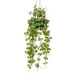 Emerald Ceropegijos augalas vazone kaina ir informacija | Dirbtinės gėlės | pigu.lt