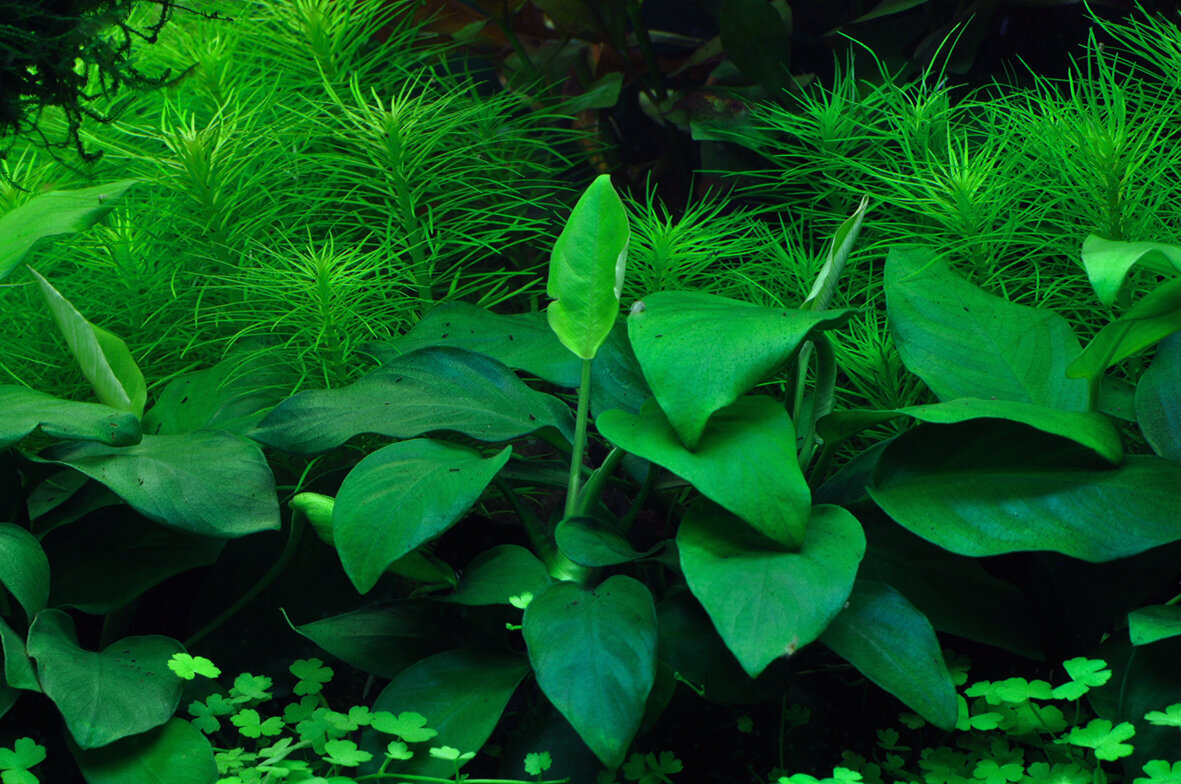 Gyvas akvariumo augalas Anubias Nana kaina ir informacija | Akvariumo augalai, dekoracijos | pigu.lt