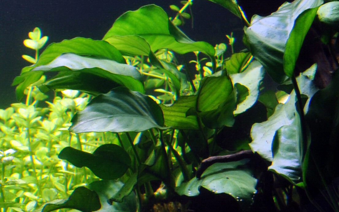 Gyvas akvariumo augalas Anubias Bartera kaina ir informacija | Akvariumo augalai, dekoracijos | pigu.lt