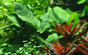 Живое аквариумное растение Анубиас Бартера каладиелистный - Anubias barteri var. caladiifolia цена и информация | Аквариумные растения и декорации | pigu.lt