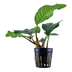 Живое аквариумное растение Анубиас Кофейнолистный - Anubias barteri var. Coffeifolia цена и информация | Аквариумные растения и декорации | pigu.lt