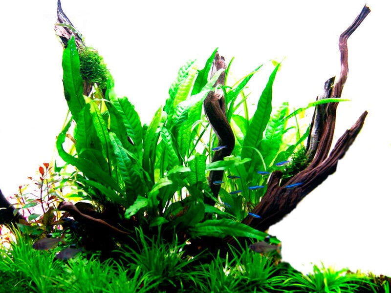 Gyvas akvariumo augalas Tailando papartis kaina ir informacija | Akvariumo augalai, dekoracijos | pigu.lt