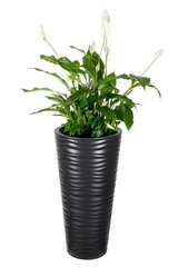 Vazonas augalams, 40x79 cm kaina ir informacija | Vazonai | pigu.lt