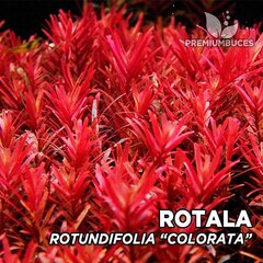 gyvas akvariumo augalas Rotala, raudona kaina ir informacija | Akvariumo augalai, dekoracijos | pigu.lt