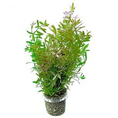 Ротала Цейлон - Rotala sp. 'Ceylon' - Живое аквариумное растение цена и информация | Аквариумные растения и декорации | pigu.lt