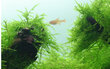 Gyvas akvariumo augalas Java samanos Taxiphyllum barbieri Bogor Moss kaina ir informacija | Akvariumo augalai, dekoracijos | pigu.lt