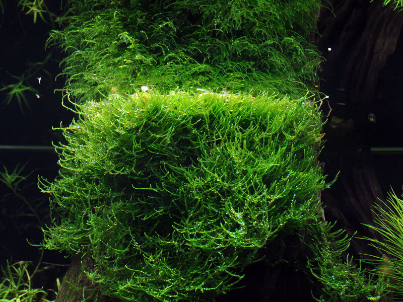 Gyvas akvariumo augalas Java samanos Taxiphyllum barbieri Bogor Moss kaina ir informacija | Akvariumo augalai, dekoracijos | pigu.lt