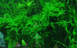 Gyvas akvariumo augalas Vesicularia ferriei Weeping Moss kaina ir informacija | Akvariumo augalai, dekoracijos | pigu.lt