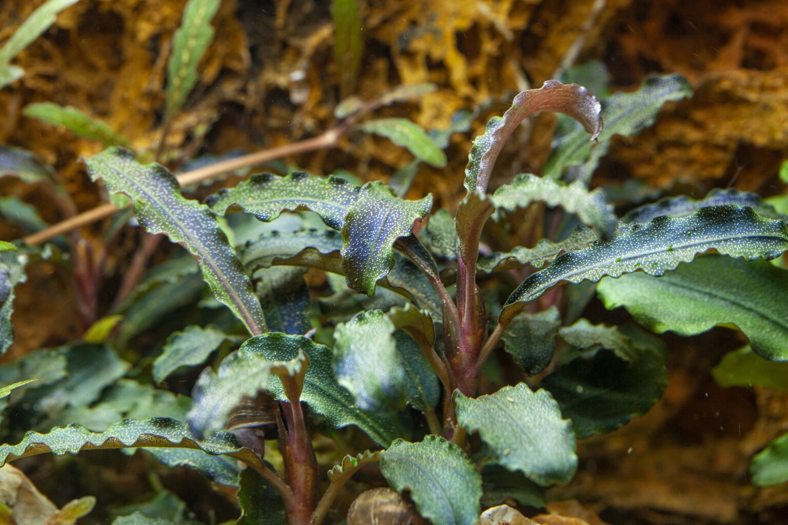 Gyvas akvariumo augalas Bucephalandra Kedagang kaina ir informacija | Akvariumo augalai, dekoracijos | pigu.lt